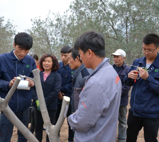 公司從產(chǎn)業(yè)鏈起始端著手，引進(jìn)良種優(yōu)苗，繁育基地苗圃，優(yōu)化樹(shù)種，以?xún)?yōu)質(zhì)的橄欖樹(shù)苗為生產(chǎn)特級(jí)初榨橄欖油提供基礎(chǔ)保障。在以自建萬(wàn)畝國(guó)家標(biāo)準(zhǔn)化油橄欖..