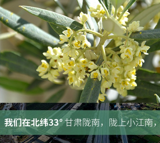 武都的氣候、土壤等與地中海沿岸極其相似，同處于世界頂級(jí)油橄欖黃金生產(chǎn)帶（32°58--33°36）年平均氣溫為14.7°，年日照時(shí)數(shù)1911..